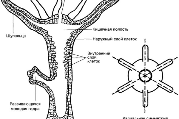 Кракен купить порошок маркетплейс